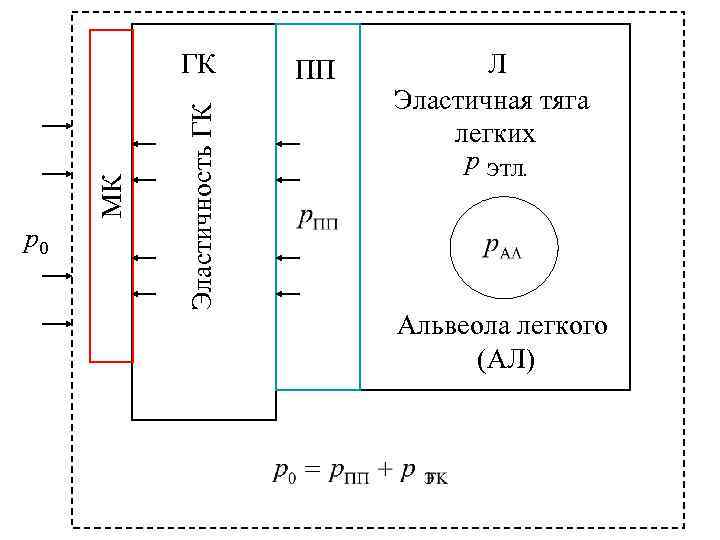 р0 Эластичность ГК МК ГК ПП Л Эластичная тяга легких р ЭТЛ. Альвеола легкого