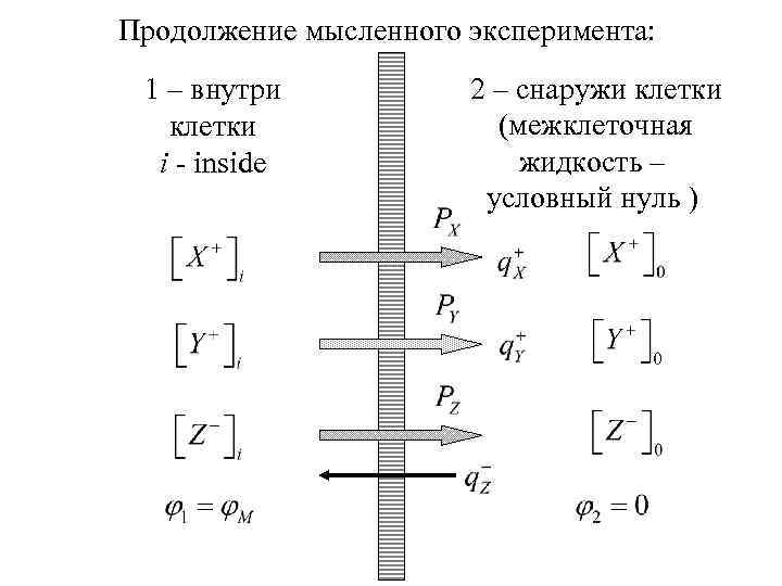 Продолжение мысленного эксперимента: 1 – внутри клетки i - inside 2 – снаружи клетки