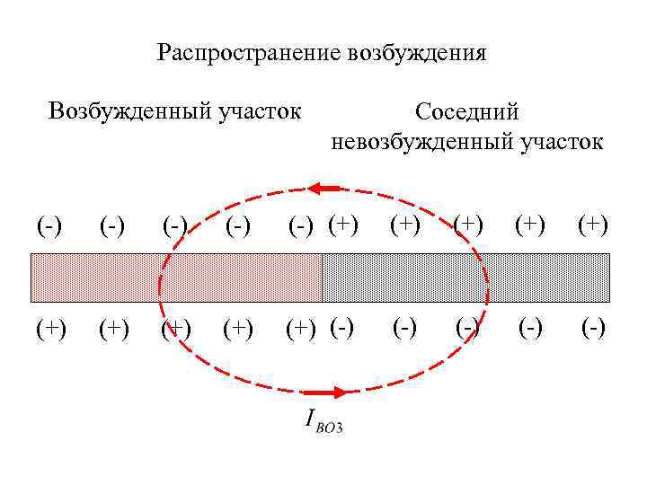 Хорошо возбуждение