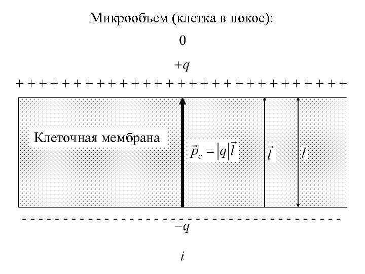 Микрообъем (клетка в покое): +++++++++++++++ Клеточная мембрана -------------------- 