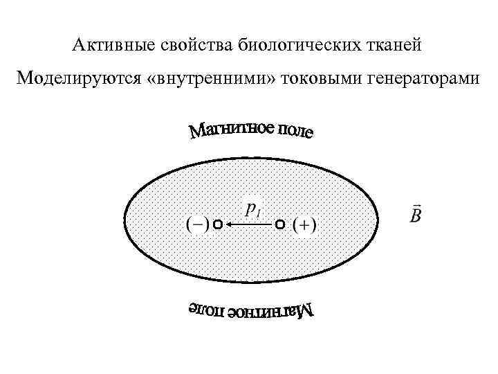 Активные свойства биологических тканей Моделируются «внутренними» токовыми генераторами 