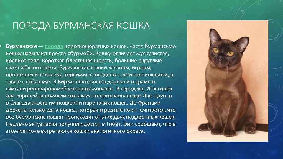 ПОРОДА БУРМАНСКАЯ КОШКА • Бурманская — порода короткошёрстных кошек. Часто бурманскую кошку называют просто