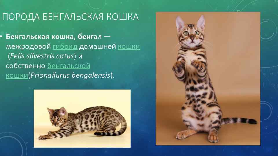 ПОРОДА БЕНГАЛЬСКАЯ КОШКА • Бенгальская кошка, бенгал — межродовой гибрид домашней кошки (Felis silvestris