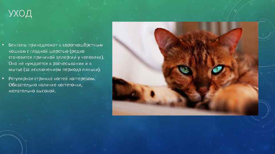 УХОД • Бенгалы принадлежат к короткошёрстным кошкам с гладкой шерстью (редко становятся причиной аллергии