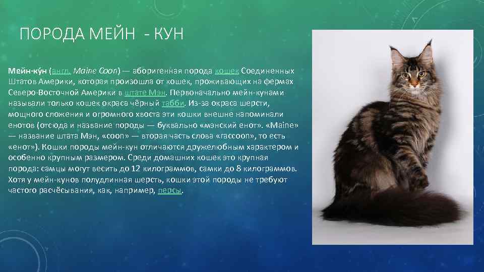 ПОРОДА МЕЙН - КУН Мейн-ку н (англ. Maine Coon) — аборигенная порода кошек Соединенных