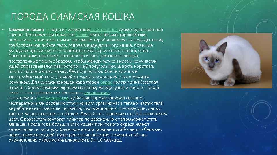 ПОРОДА СИАМСКАЯ КОШКА • Сиамская кошка — одна из известных пород кошек сиамо-ориентальной группы.