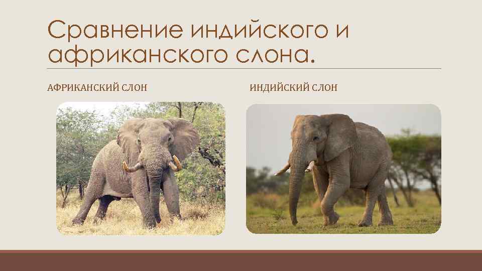 Сравнение индийского и африканского слона. АФРИКАНСКИЙ СЛОН ИНДИЙСКИЙ СЛОН 