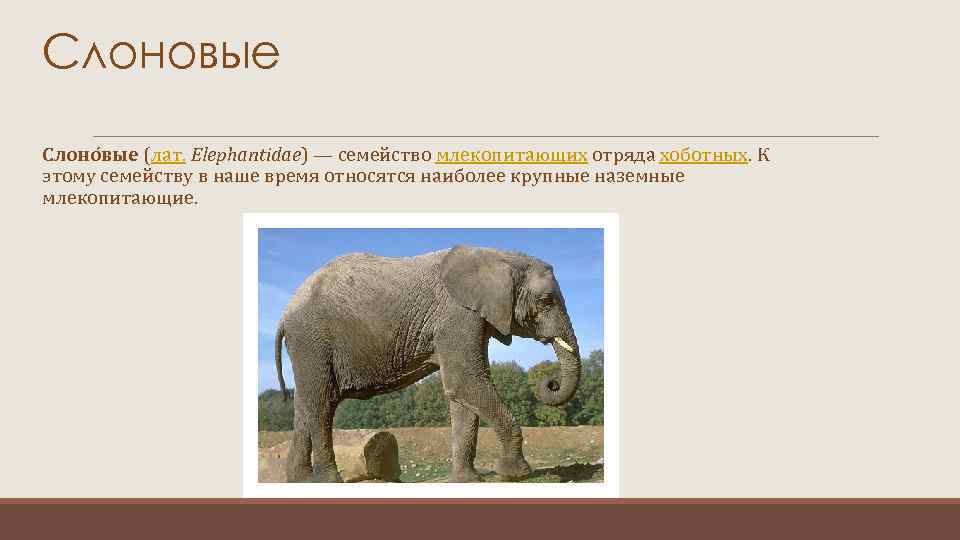 Слоновые Слоно вые (лат. Elephantidae) — семейство млекопитающих отряда хоботных. К этому семейству в