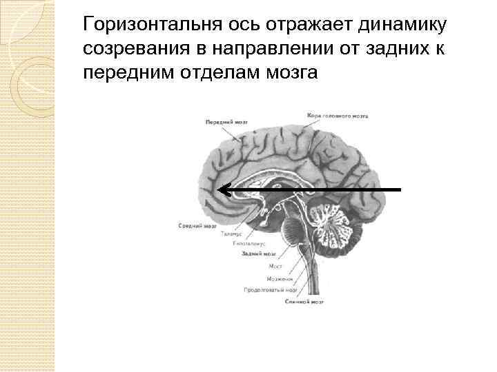 Горизонтальня ось отражает динамику созревания в направлении от задних к передним отделам мозга 