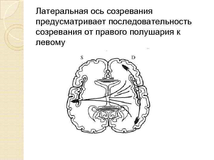 Латеральная ось созревания предусматривает последовательность созревания от правого полушария к левому 