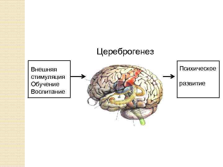 Цереброгенез Внешняя стимуляция вневн Обучение Воспитание Психическое В развитие 