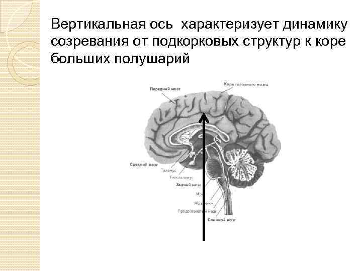 Вертикальная ось характеризует динамику созревания от подкорковых структур к коре больших полушарий 