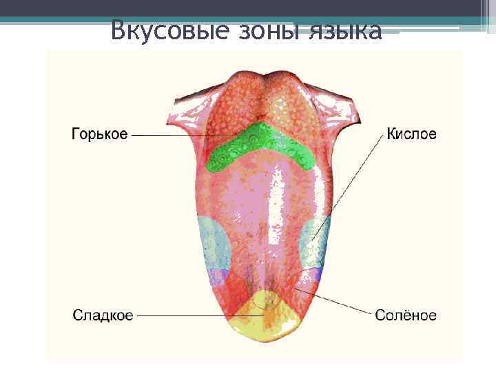 Вкусовые зоны языка 