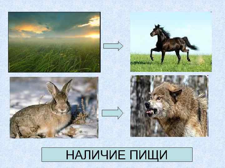 НАЛИЧИЕ ПИЩИ 