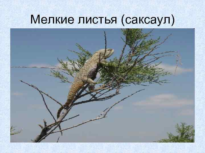 Мелкие листья (саксаул) 