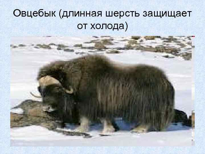 Овцебык (длинная шерсть защищает от холода) 