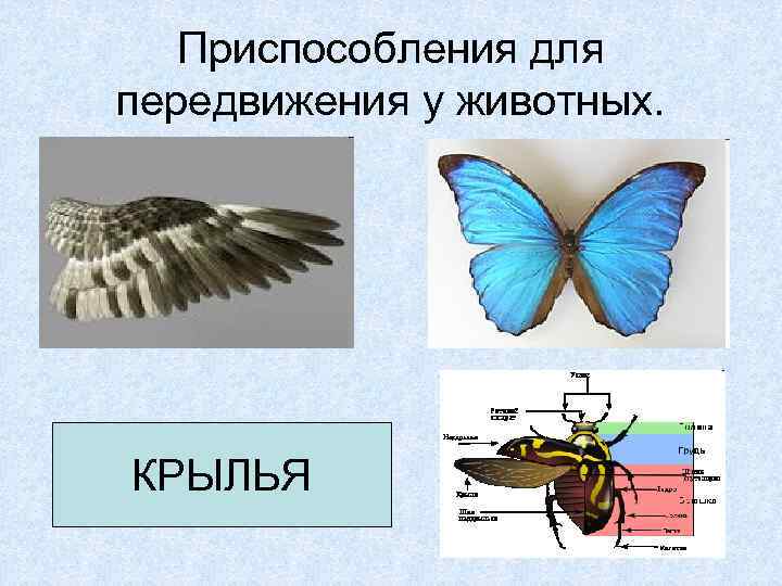 Приспособления для передвижения у животных. КРЫЛЬЯ 