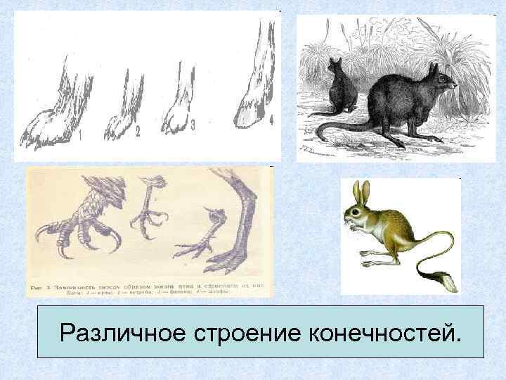 Различное строение конечностей. 