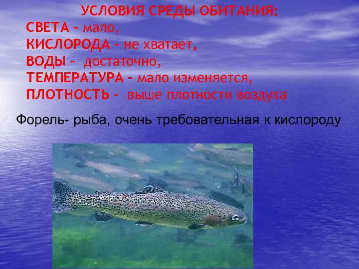 УСЛОВИЯ СРЕДЫ ОБИТАНИЯ: СВЕТА - мало, КИСЛОРОДА - не хватает, ВОДЫ - достаточно, ТЕМПЕРАТУРА