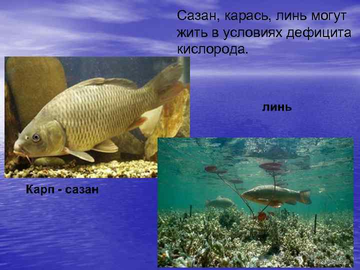 Сазан, карась, линь могут жить в условиях дефицита кислорода. 