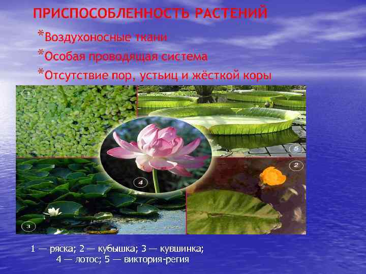 1 — ряска; 2 — кубышка; 3 — кувшинка; 4 — лотос; 5 —