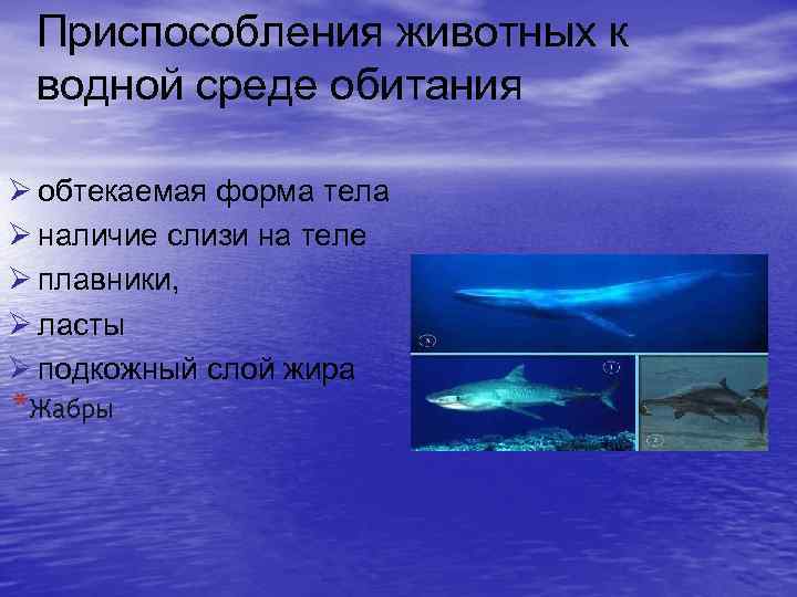 Приспособления животных к водной среде обитания Ø обтекаемая форма тела Ø наличие слизи на