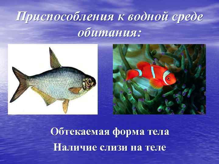Приспособления к водной среде обитания: Обтекаемая форма тела Наличие слизи на теле 