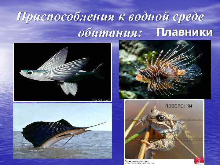 Приспособления к водной среде обитания: Плавники 