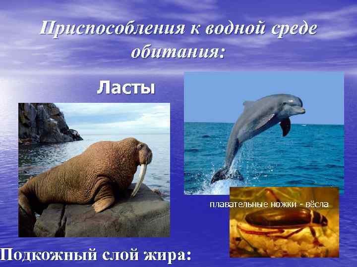 Приспособления к водной среде обитания: Ласты Подкожный слой жира: плавательные ножки - вёсла 
