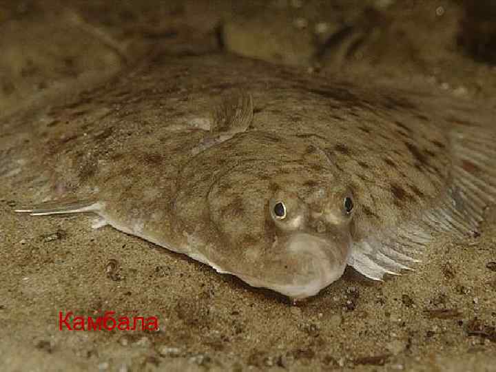 Камбала 