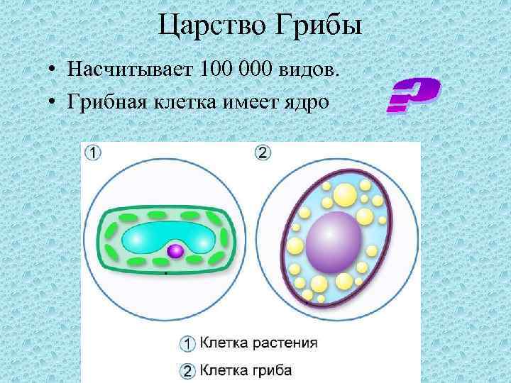 Царство Грибы • Насчитывает 100 000 видов. • Грибная клетка имеет ядро 
