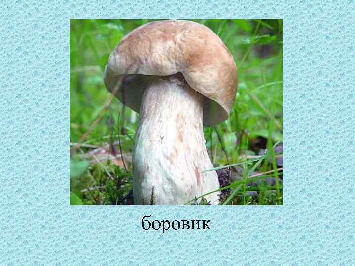 боровик 
