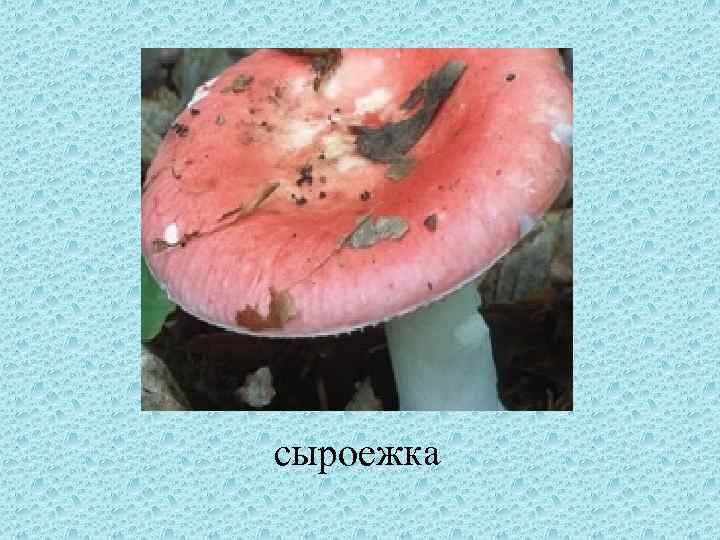 сыроежка 