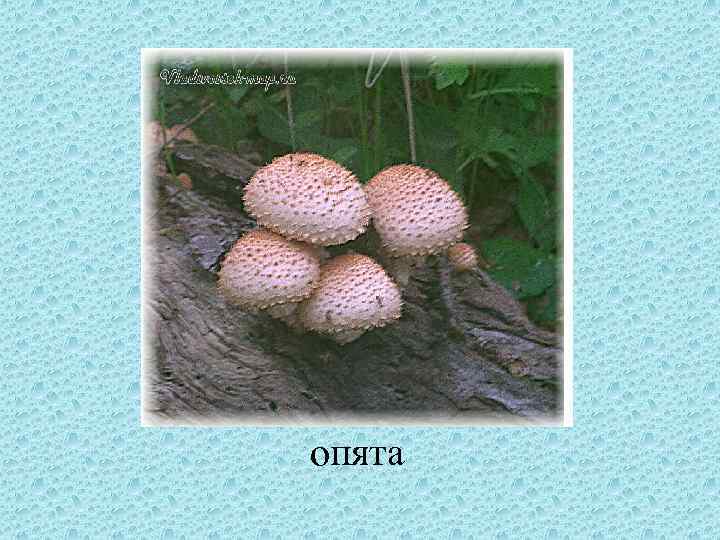 опята 