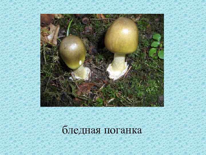 бледная поганка 