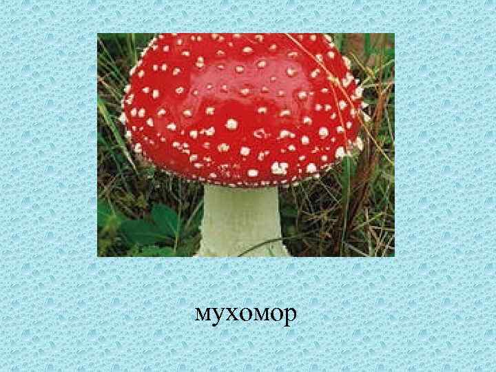 мухомор 