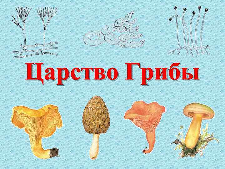 Царство Грибы 