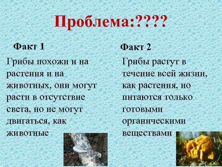 Проблема: ? ? Факт 1 Грибы похожи и на растения и на животных, они