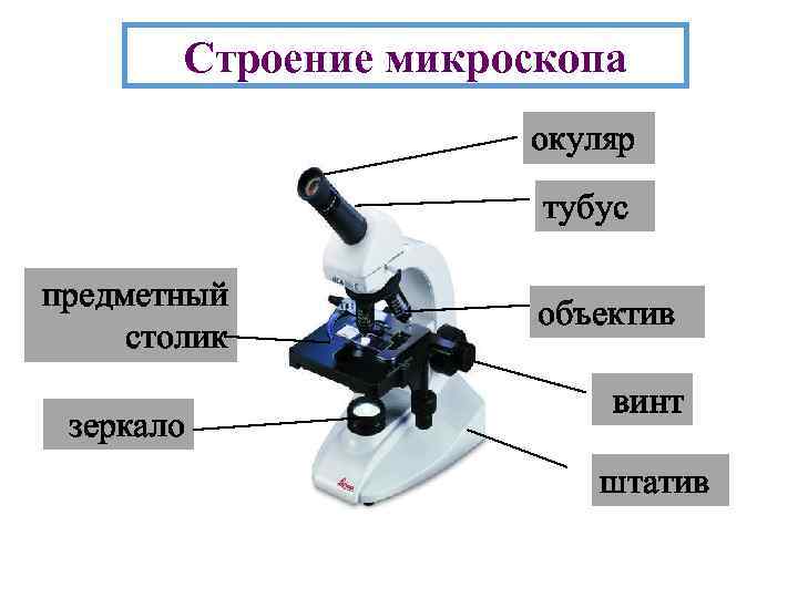 Строение микроскопа окуляр тубус предметный столик зеркало объектив винт штатив 