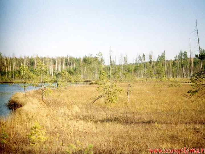Все обходят это место Здесь земля как будто тесто Здесь осока, кочки, мхи… Нет