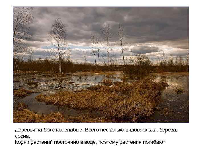 Деревья на болотах слабые. Всего несколько видов: ольха, берёза, сосна. Корни растений постоянно в