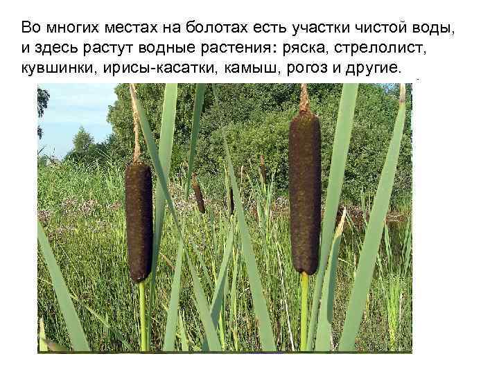 Во многих местах на болотах есть участки чистой воды, и здесь растут водные растения: