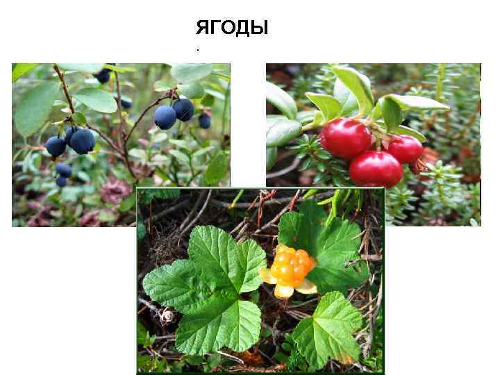 ЯГОДЫ. 