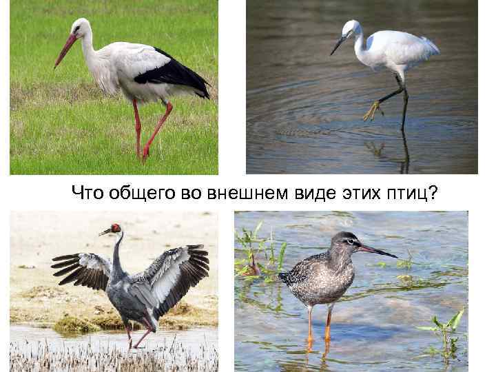 Что общего во внешнем виде этих птиц? 