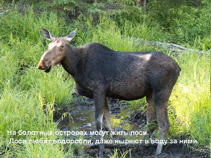 На болотных островах могут жить лоси. Лоси любят водоросли, даже ныряют в воду за