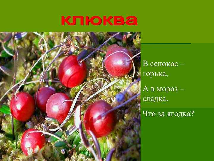 В сенокос – горька, А в мороз – сладка. Что за ягодка? 