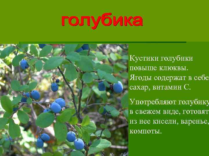 Кустики голубики повыше клюквы. Ягоды содержат в себе сахар, витамин С. Употребляют голубику в