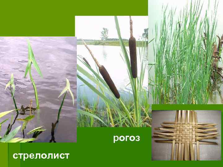 камыш рогоз стрелолист 