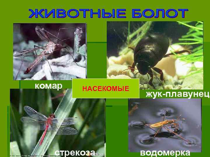 комар НАСЕКОМЫЕ стрекоза жук-плавунец водомерка 