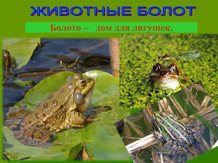 Болото – дом для лягушек. 